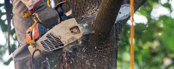 Best Tree Trimming and Pruning  in Justin, TX