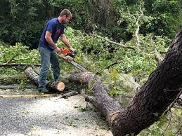 Best Tree Maintenance Programs  in Justin, TX