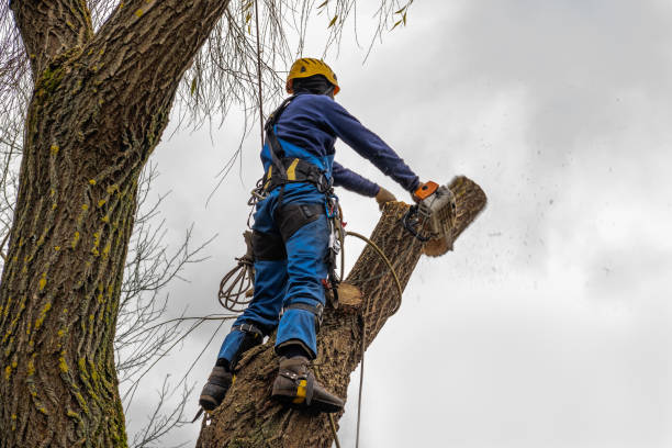 Reliable Justin, TX  Tree Services Solutions