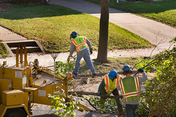 Best Tree Removal Service  in Justin, TX