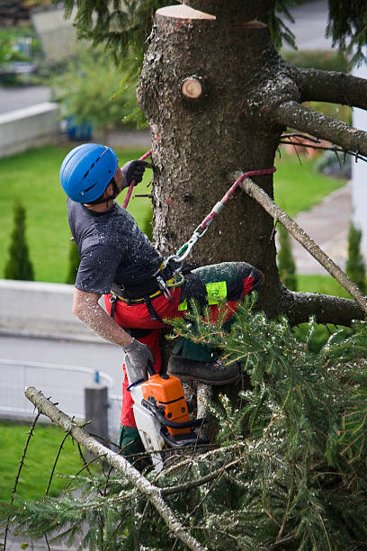 Best Tree and Shrub Care  in Justin, TX