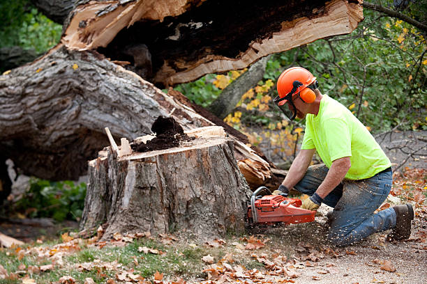 Best Storm Damage Tree Cleanup  in Justin, TX