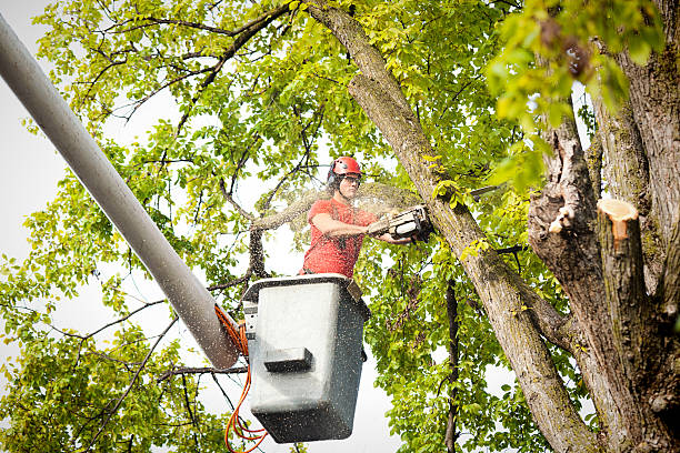 Why Choose Our Tree Removal Services in Justin, TX?